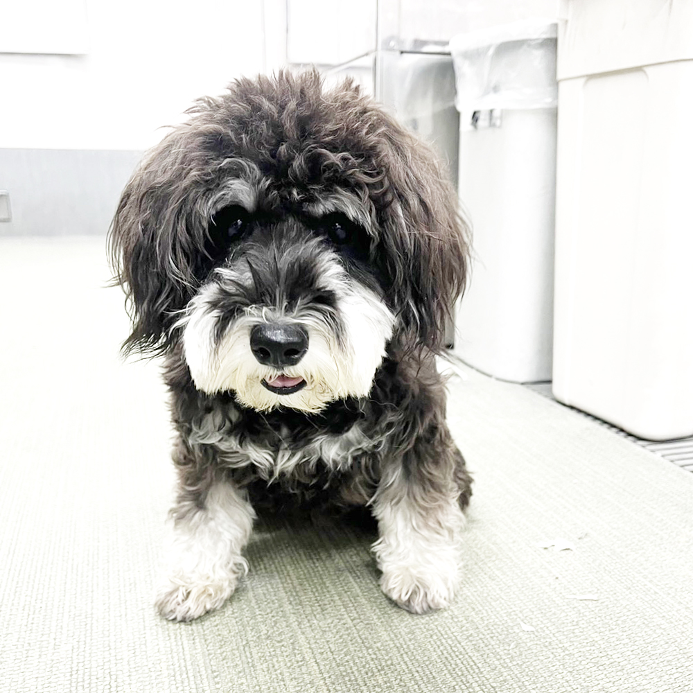 生徒が撮影したモデル犬の写真♪①